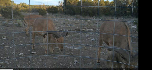 34 HIGH LONESOME RD, COMSTOCK, TX 78837, photo 3 of 35